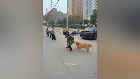 Funniest Animals 2023 😂 Funny Dogs and Cats Videos 😺🐶