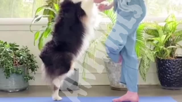 Dog doing exercise. Funny video 🤣🤣😂