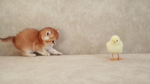 Kittens playing