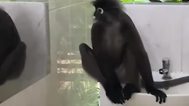 MENEWSMonkey mesmerised by own reflection。eวueds