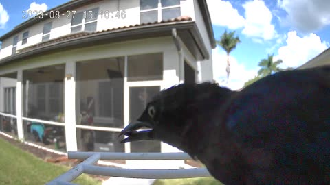 Bird Video