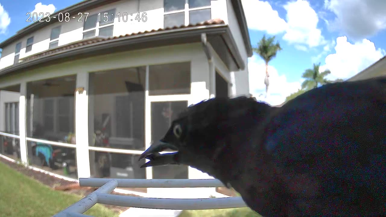 Bird Video