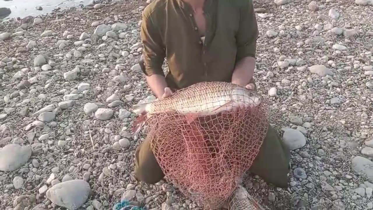 Carp Fishing By Asif sb & Rehmat Sb | Tarbela Dam | 08/10/2023