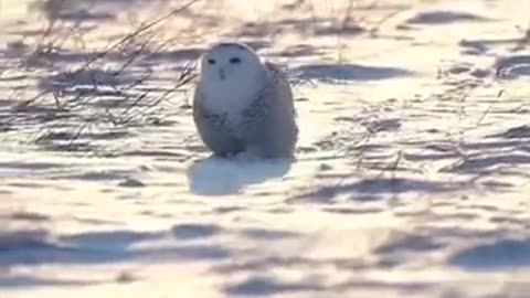 Snowy OWl - In 1 Minute 🦉 Hedwig In Real life