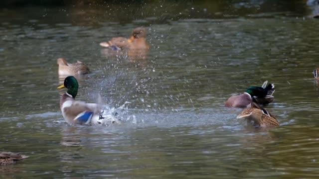 Ducks love water