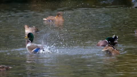 Ducks love water