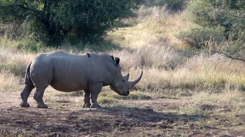 Amazing Scene of Wild Animals In 4K - Scenic Relaxation Film