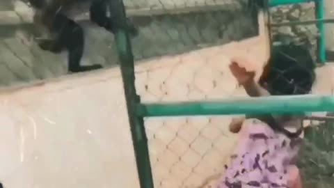 Fight between girl and monkey