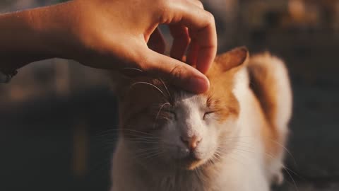 Lovely animals