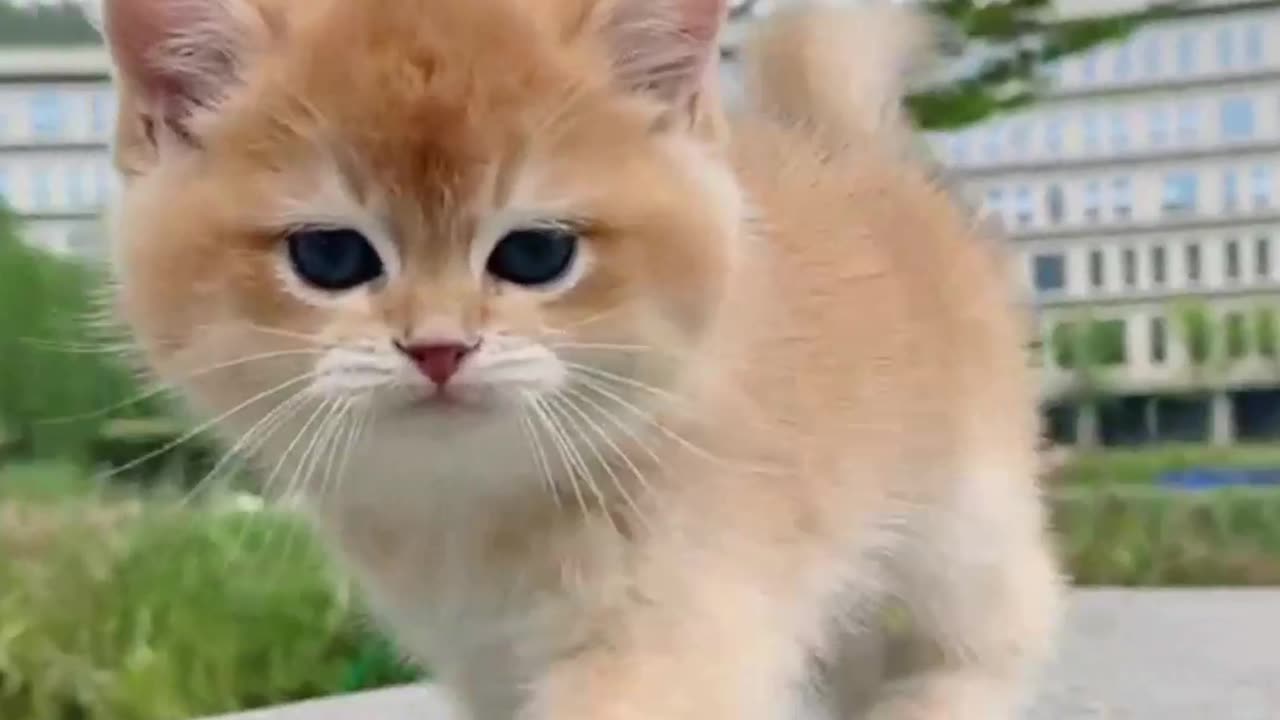 Cute cats #funny moments