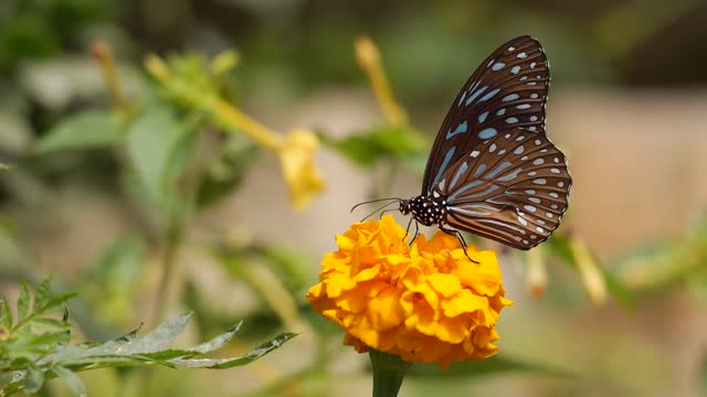 The most beautiful view of the butterfly when it is on the rose | Fantasy landscape