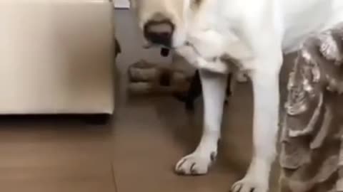 Funny dogs video