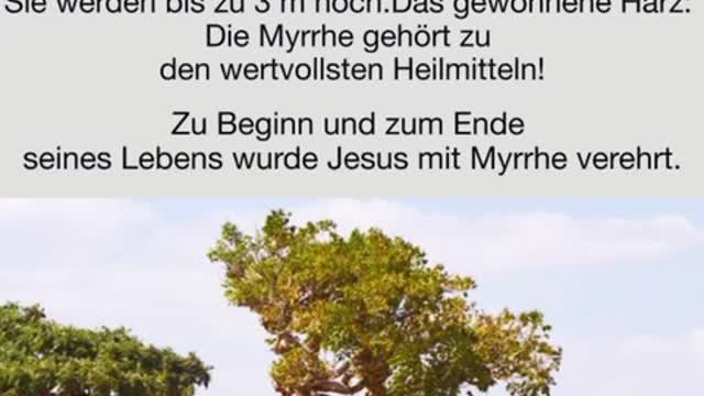 Die Myrrhe, Yeshuas Salböle, german