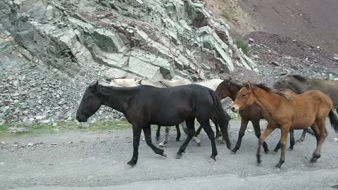 Kyrgyz wild horses