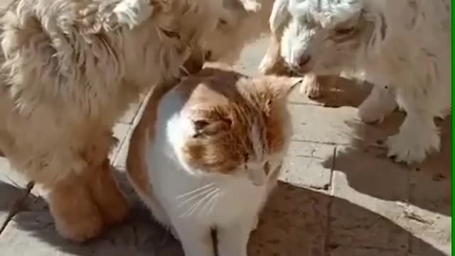 THE CLOSENESS OF CATS AND SHEEP