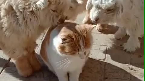 THE CLOSENESS OF CATS AND SHEEP