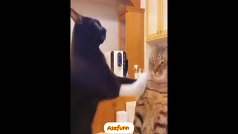 Funny and fail Animals videos | cute funny animals videos | funny video | animals videos