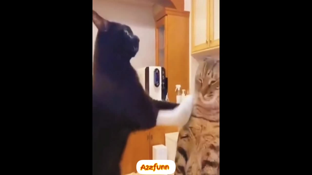 Funny and fail Animals videos | cute funny animals videos | funny video | animals videos