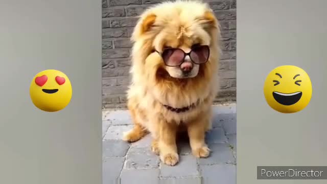 Funniest Animals Video - Funny Dogs And Cats - Try Not To Laugh Animals 2022