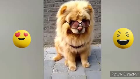 Funniest Animals Video - Funny Dogs And Cats - Try Not To Laugh Animals 2022