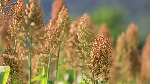 Beautiful Rice Flowers