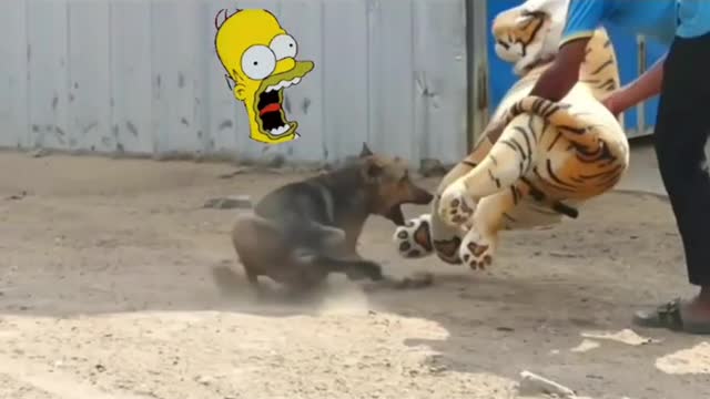 Funny Dog # Dog pranked with a tiger doll #shorts