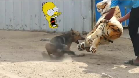 Funny Dog # Dog pranked with a tiger doll #shorts