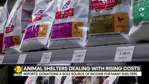 Hungary: Animal shelters struggle to look after pets, unable to afford vet bills, food