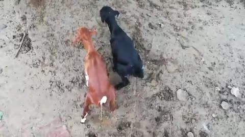 Goat fight