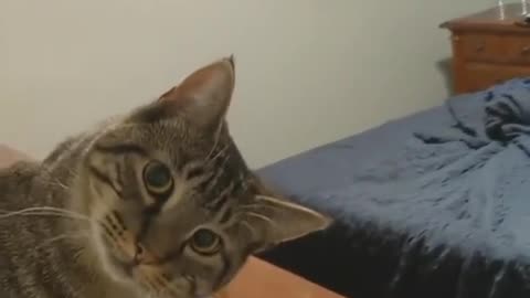 Funny Cat say Hi