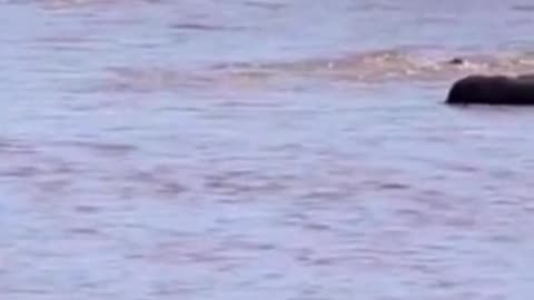 Battle of fangs and claws : epic showdown between hippo and crocodile