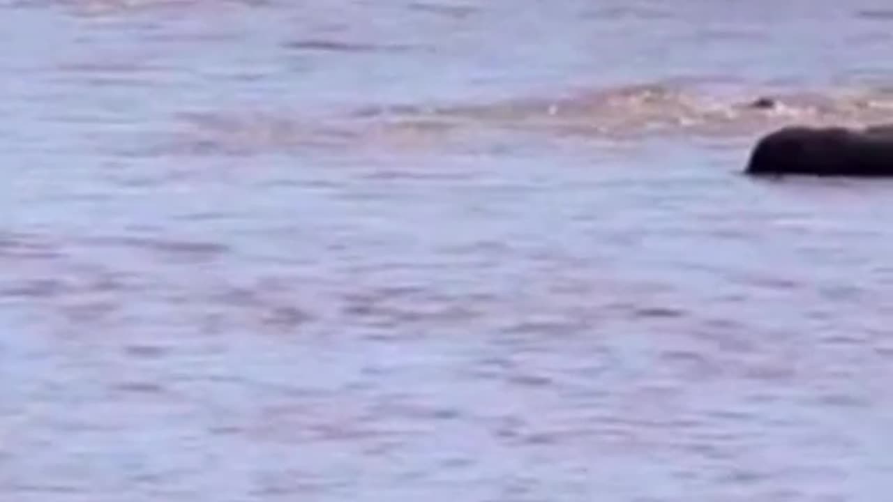 Battle of fangs and claws : epic showdown between hippo and crocodile