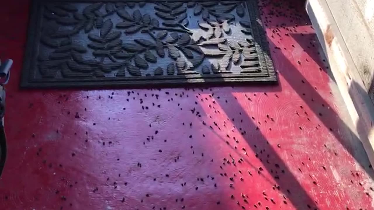 Invasion at the off grid