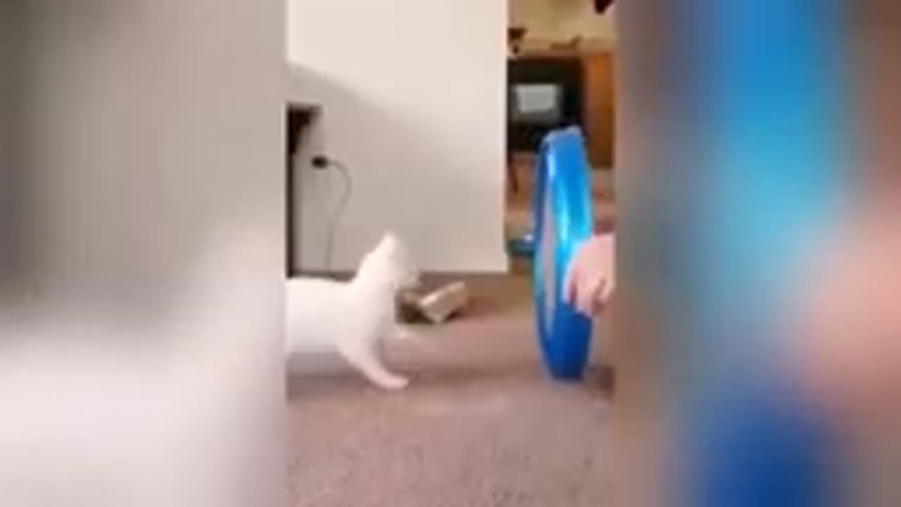 Funny animals 😹🐹https://youtu.be/sYbhRX2m3Kk?si=ro2RnDPJ8npunSkr