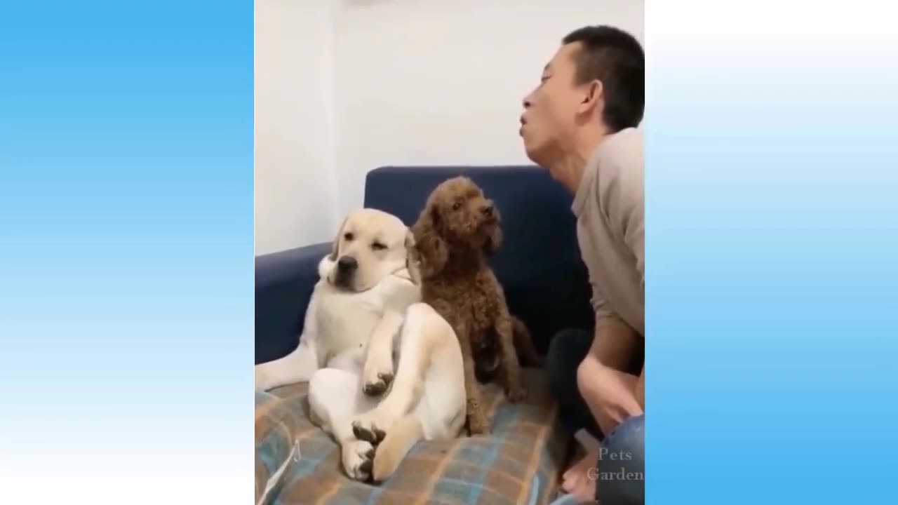 funny video | animal lovers won't miss this