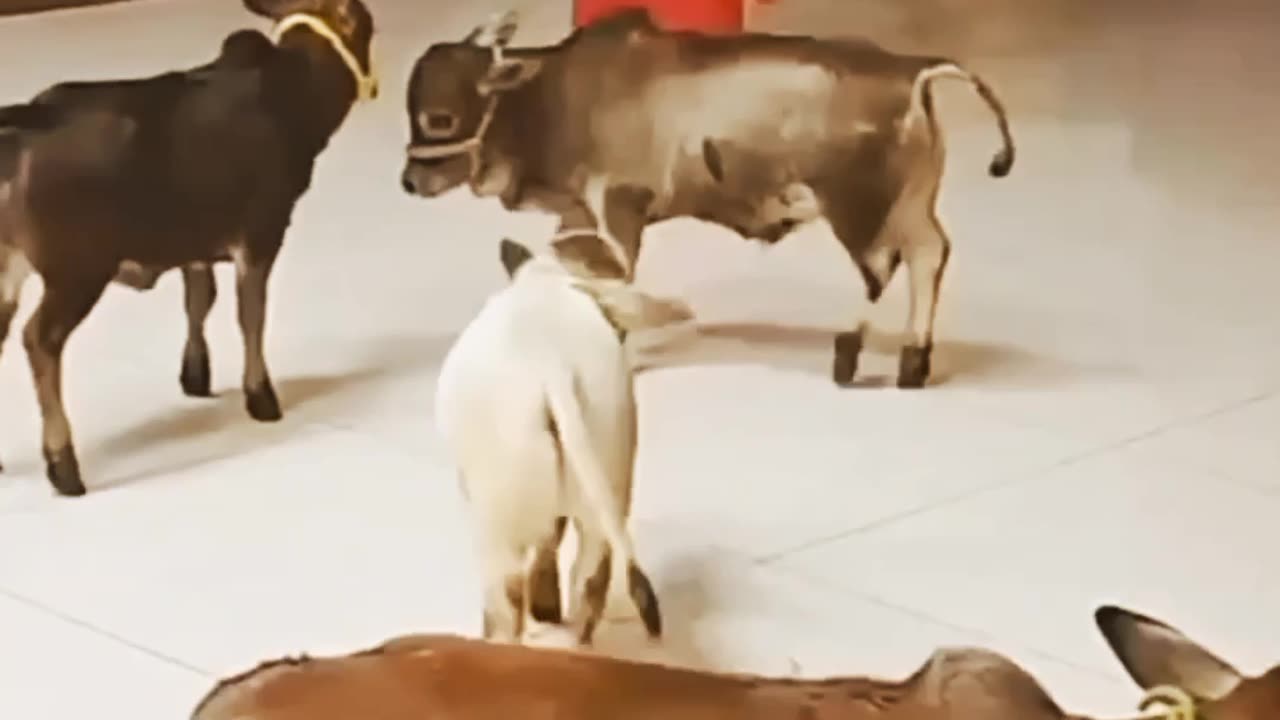 The smallest cow in the world