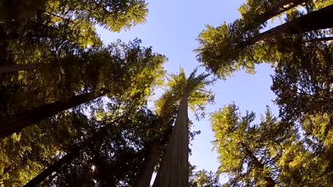 How Trees Bend the Laws of Physics