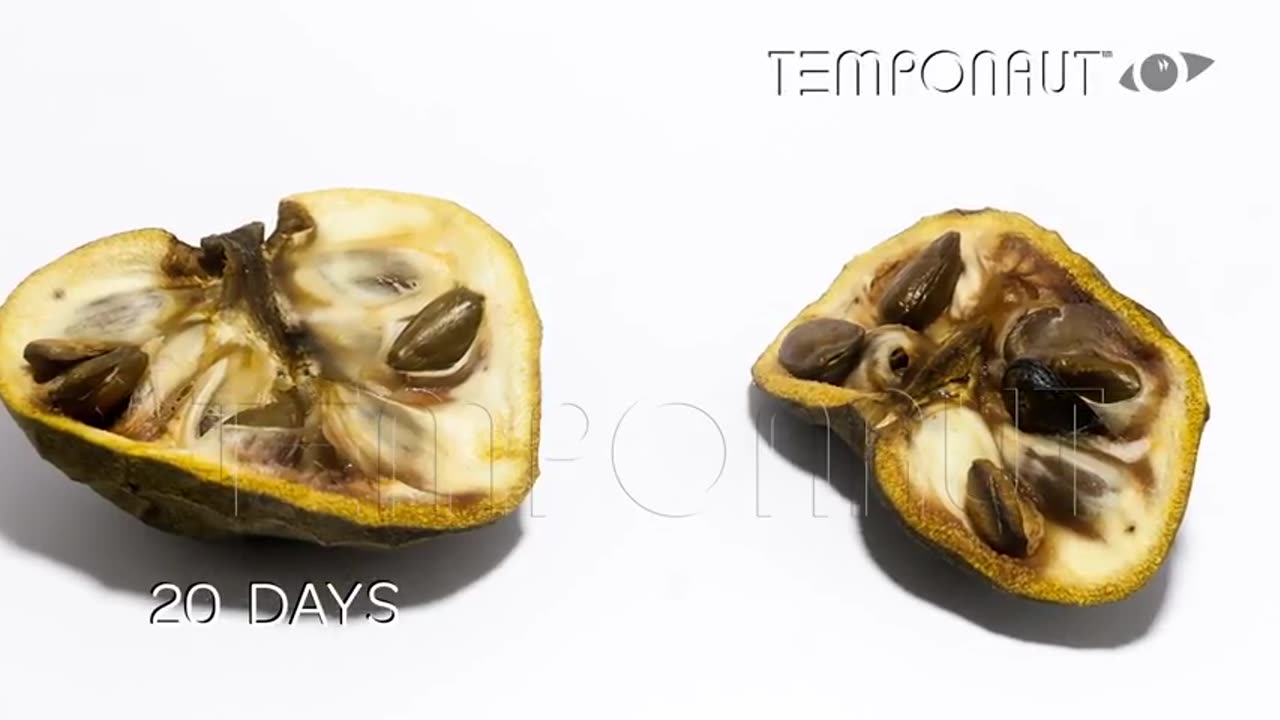 Cherimoya (Sugar Apple) Fruit Timelapse