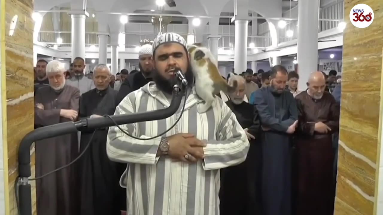 Cute cat joins nightly Ramadan call to prayer in Algeria- News 360 Tv