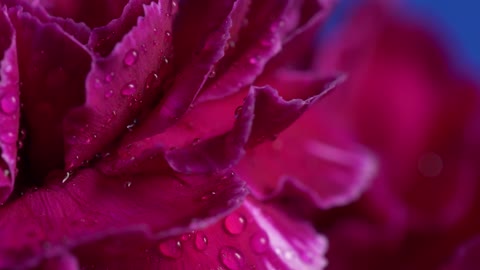 Wet flowers with close up view