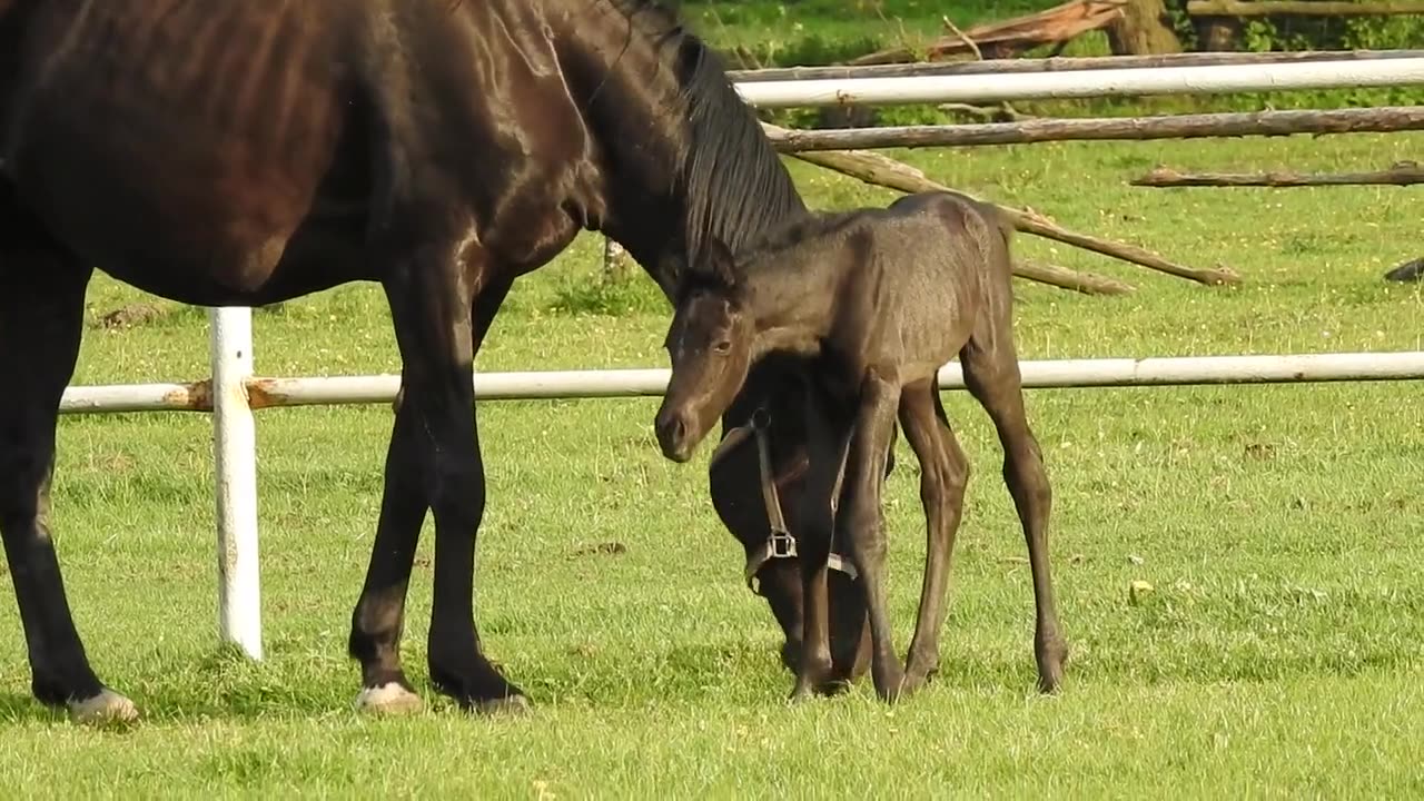 Mare and foal ❤️