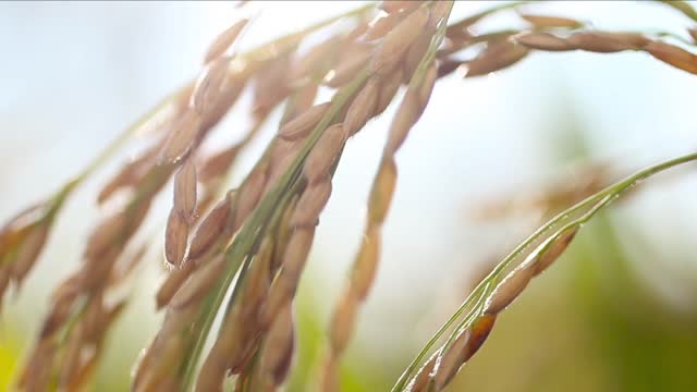 Dragonflies in the wheat field