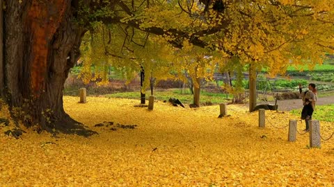 The withered and yellow ginkgo leaves carry the lingering heart of youth