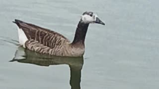 Hybrid goose