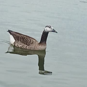 Hybrid goose