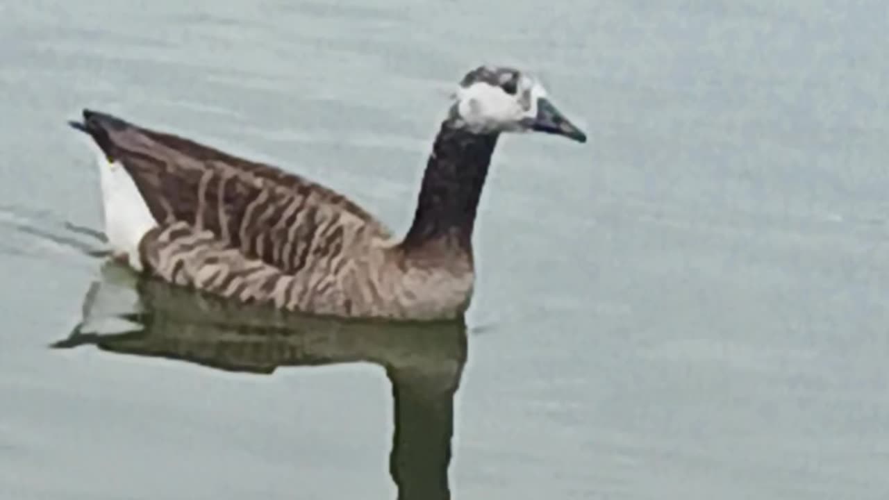 Hybrid goose