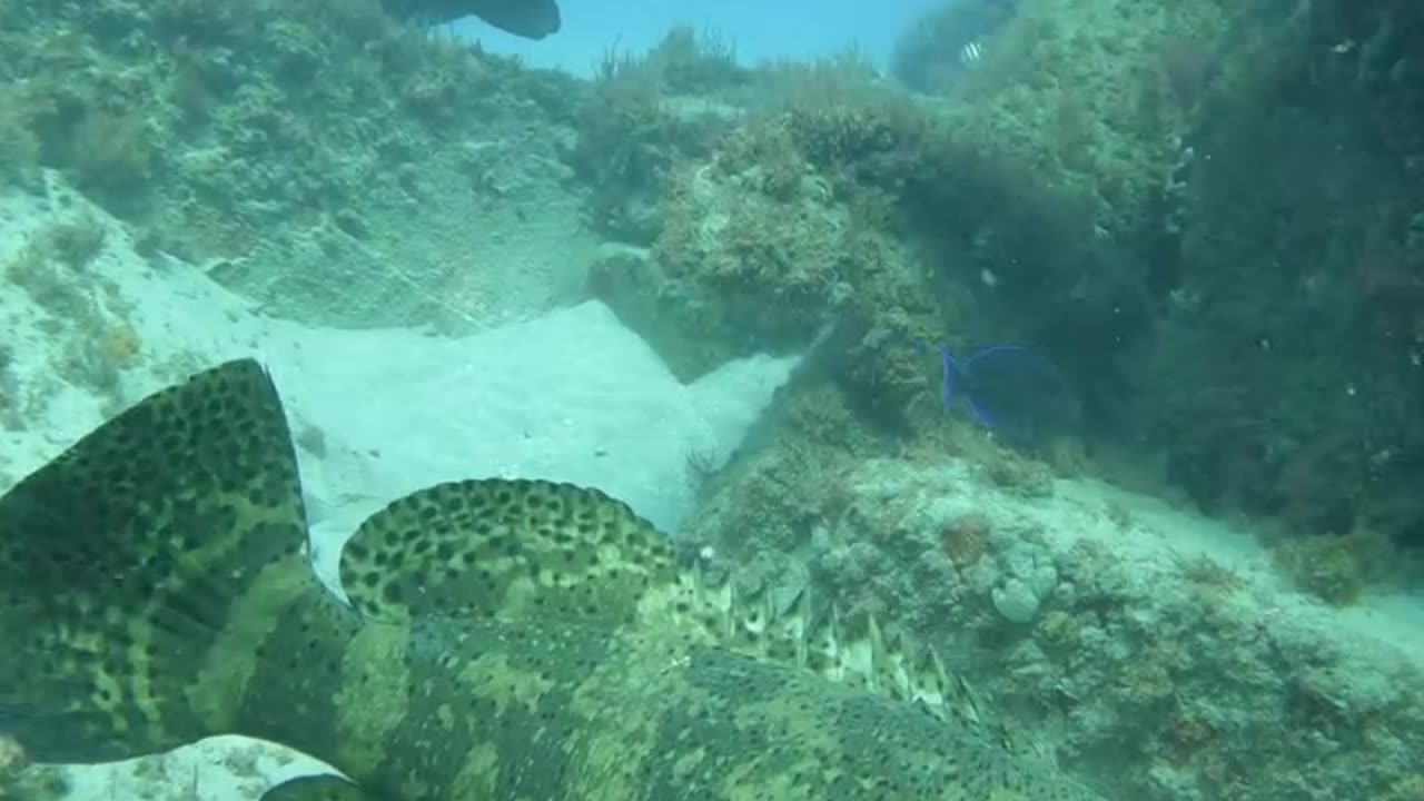 Diver Hunting, Feeding and Pet Fish