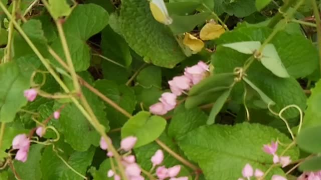 butterfly day