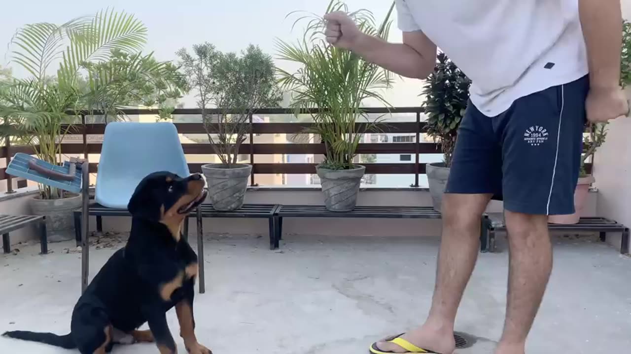 dog training