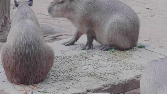 Cute # Capybara